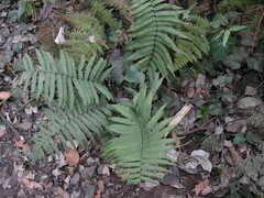 Dryopteris lunanensis