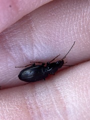 Agonum punctiforme