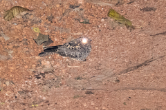 Caprimulgus poliocephalus