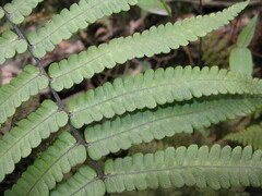 Dryopteris lunanensis