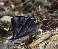 Corades pannonia