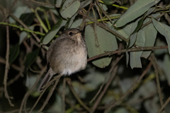 Muscicapa adusta