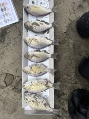 Amphistichus argenteus