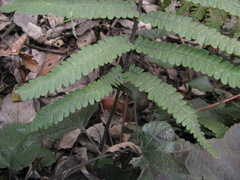 Dryopteris lunanensis