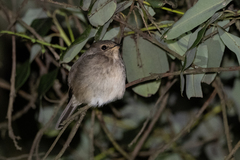 Muscicapa adusta