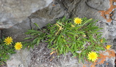 Gazania rigens