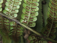 Dryopteris lunanensis