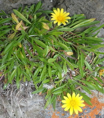 Gazania rigens