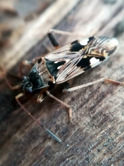 Beosus maritimus