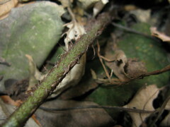 Dryopteris lunanensis