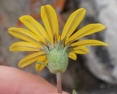 Gazania rigens