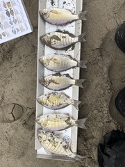 Amphistichus argenteus