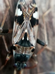 Beosus maritimus