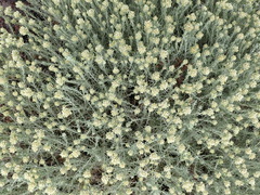 Helichrysum niveum