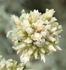 Helichrysum niveum