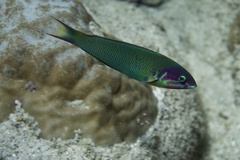 Thalassoma genivittatum