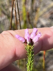 Erica obliqua