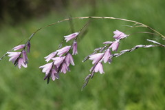 Dierama igneum