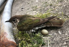 Chrysococcyx lucidus lucidus