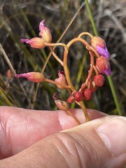 Drosera esterhuyseniae