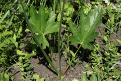 Pelargonium schlechteri
