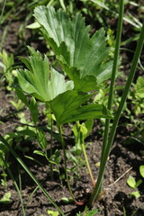 Pelargonium schlechteri