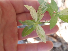 Bouvardia ternifolia