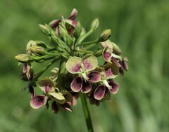Pelargonium schlechteri
