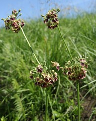 Pelargonium schlechteri