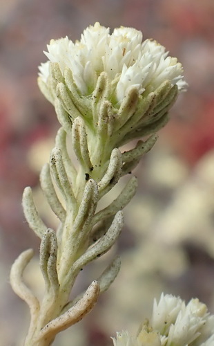 Image of Helichrysum asperum by (c) Nicola van Berkel, some rights reserved (CC BY-SA)