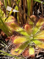 Drosera esterhuyseniae