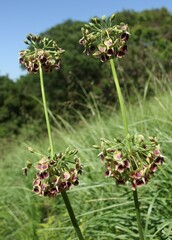 Pelargonium schlechteri