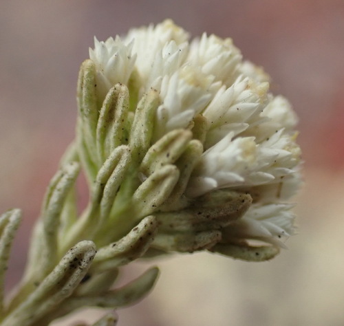 Image of Helichrysum asperum by (c) Nicola van Berkel, some rights reserved (CC BY-SA)