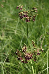 Pelargonium schlechteri