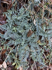 Astragalus tephrodes