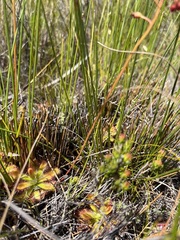 Drosera esterhuyseniae