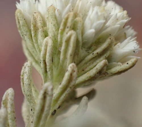 Image of Helichrysum asperum by (c) Nicola van Berkel, some rights reserved (CC BY-SA)