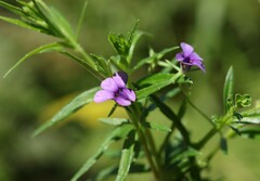 Monopsis stellarioides