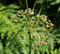 Pelargonium schlechteri