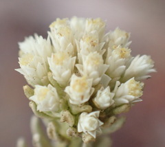 Helichrysum niveum
