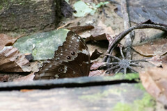 Morpho