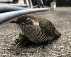 Chrysococcyx lucidus lucidus