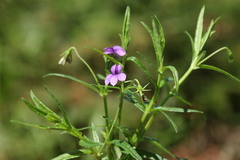 Monopsis stellarioides