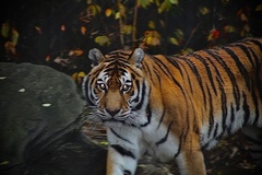 Panthera tigris altaica