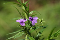 Monopsis stellarioides