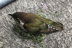 Chrysococcyx lucidus lucidus