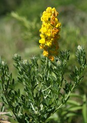 Crotalaria globifera
