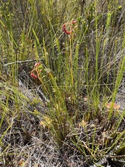 Drosera esterhuyseniae