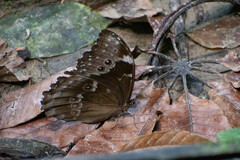 Morpho