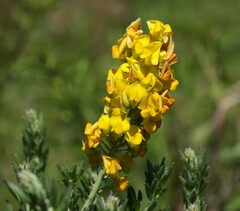 Crotalaria globifera